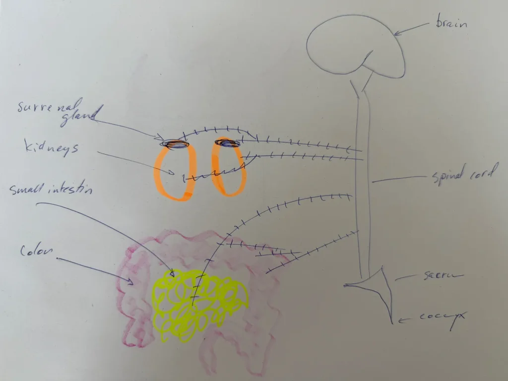 THE AUTONOMIC NERVOUS SYSTEM HOW THE BODY REGULATES ITSELF