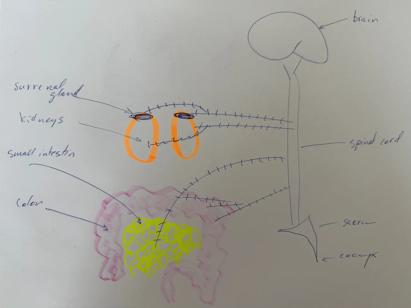 THE AUTONOMIC NERVOUS SYSTEM HOW THE BODY REGULATES ITSELF