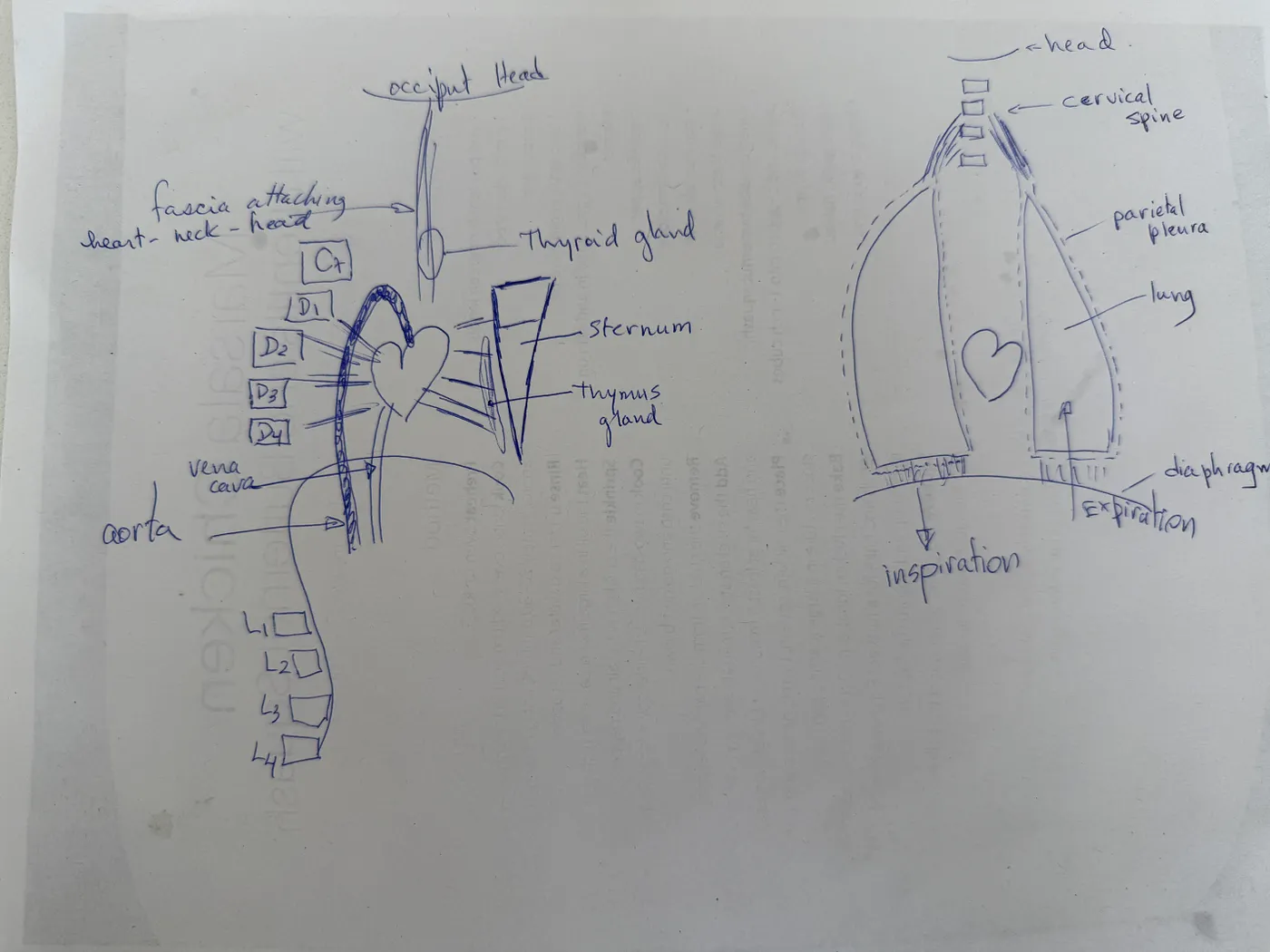 The Short Tie Syndrome A Common Postural Reality