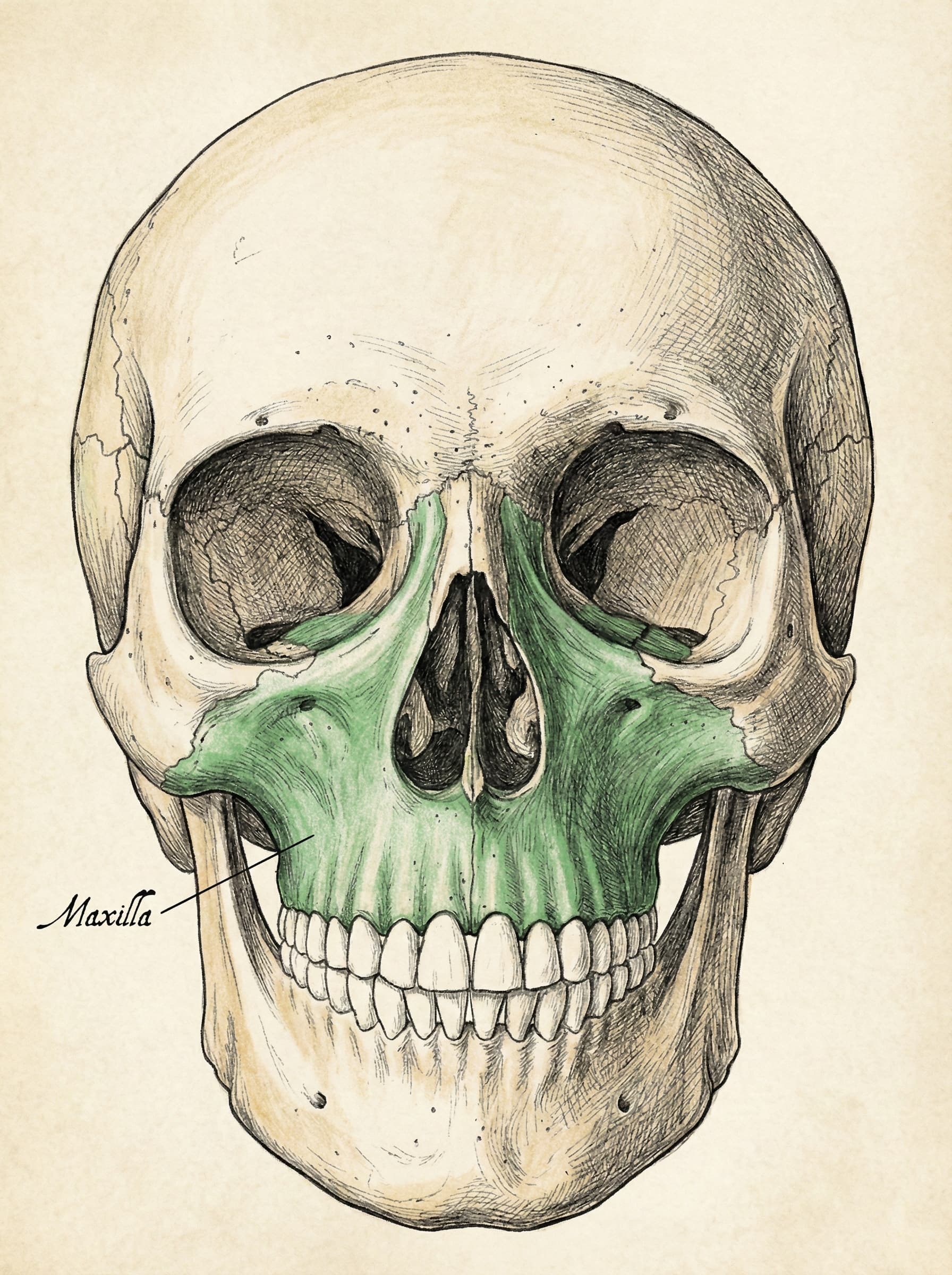 Maxilla Why Your Upper Jaw is the Key to Facial Health