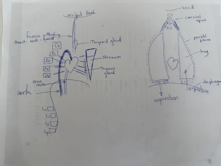 The Short Tie Syndrome A Common Postural Reality